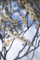 快晴の空と美しい梅の花の写真 福岡県の観光名所太宰府天満宮の梅林