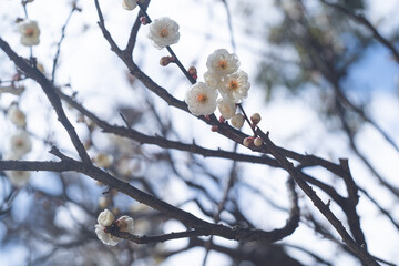 快晴の空と美しい梅の花の写真 福岡県の観光名所太宰府天満宮の梅林
