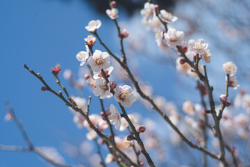 快晴の空と美しい梅の花の写真 福岡県の観光名所太宰府天満宮の梅林