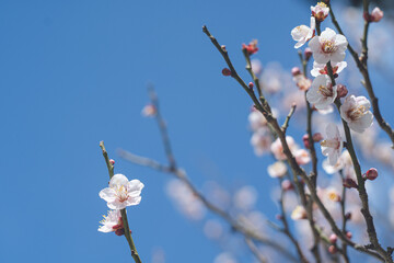 快晴の空と美しい梅の花の写真 福岡県の観光名所太宰府天満宮の梅林