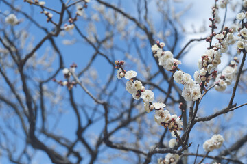快晴の空と美しい梅の花の写真 福岡県の観光名所太宰府天満宮の梅林