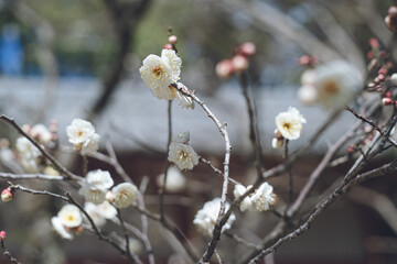 快晴の空と美しい梅の花の写真 福岡県の観光名所太宰府天満宮の梅林