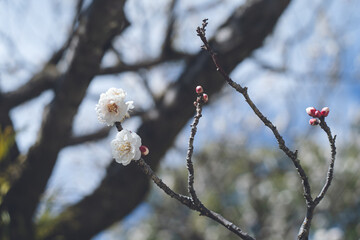 快晴の空と美しい梅の花の写真 福岡県の観光名所太宰府天満宮の梅林