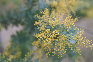 春の花ミモザアカシアの黄色い花 福岡県北九州の公園