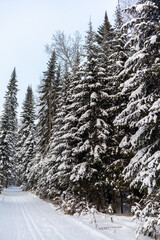 Winter road in a snowy forest, tall trees along the road. Beautiful bright winter landscape. There is a lot of snow on the trees. Winter season concept. Skiing trip