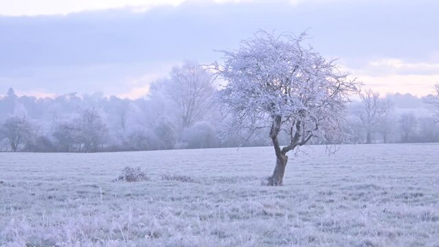 Hoar frost covering a young hawthorn tree with field and a wood covered in a heavy hoar frost, early morning.