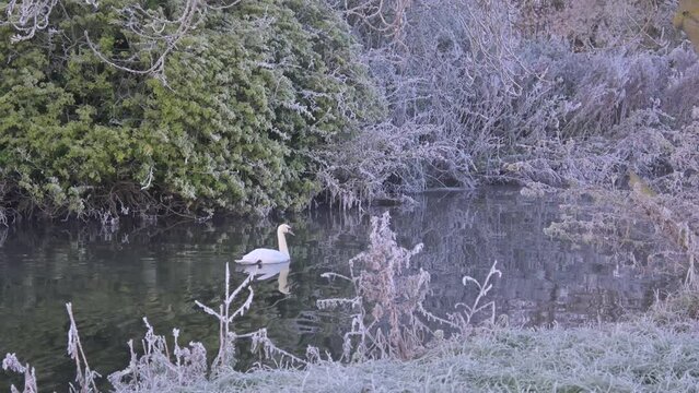 Swan swimming along the River Stour in early morning with hoar frost.