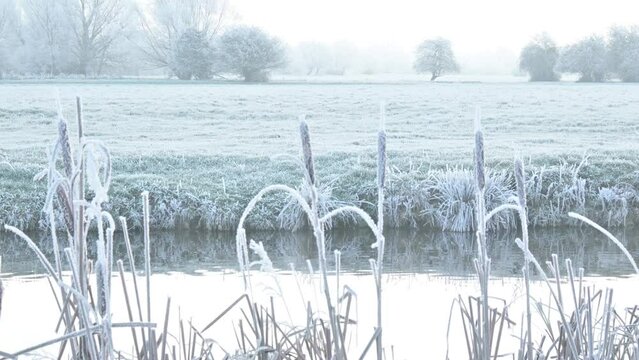 Bullrushes and reeds covered in a hoar frost beside the River Stour before sunrise.