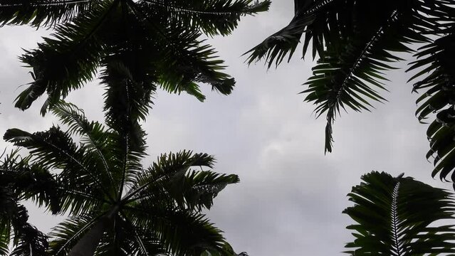 Tropical Vibe Concept, Palm Trees Seen From Low Angle View,, Dolly, Spingapore