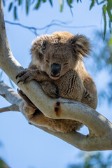 Close up of a Koala bear in a tree on Kangaroo Island in Australia sleeping during the day