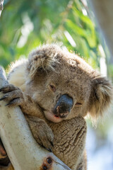 Close up of a Koala bear in a tree on Kangaroo Island in Australia sleeping during the day