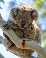Close up of a Koala bear in a tree on Kangaroo Island in Australia sleeping during the day