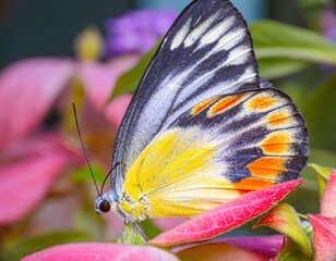 the beautiful color of a butterfly sitting on a pink leaf plant.