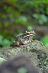 frog on the stone