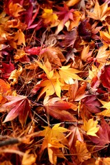 autumn leaves fallen leaves 7