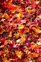 autumn leaves fallen leaves