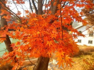the autumn foliage 