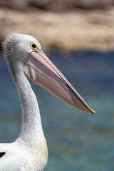 A Pelican bird in Australia by the ocean on in summer