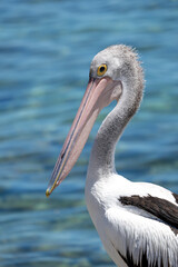 Portrait of a Pelican bird in Australia 