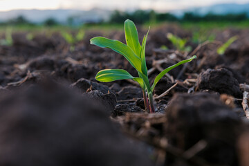 maize corn seedling in the agricultural plantation in the evening, Young green cereal plant growing in the cornfield, animal feed agricultural industry