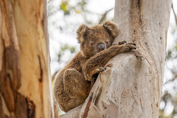 Close up of a A Koala Bear in South Australia Kangaroo Island clinging to a tree
