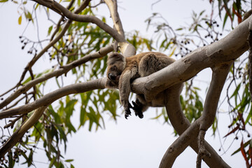 A Koala Bear in South Australia Kangaroo Island sleeping and clinging to a tree