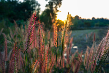 beautiful meadow with sunlight 