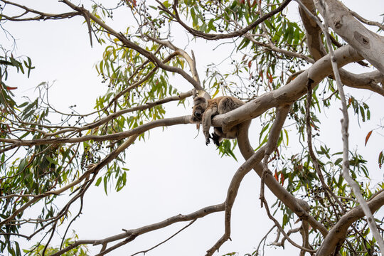 A Koala Bear in South Australia Kangaroo Island sleeping and clinging to a tree