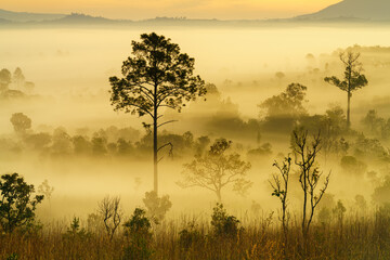 Obraz premium Landscape in misty scenery, Thung Salaeng Luang area, Phetchabun province, Thailand.