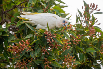 Close up of a Little Corella bird in a tree eating berries in South Australia