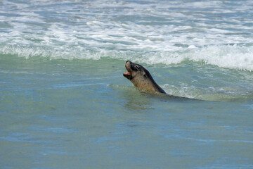 Australian Sea Lion swimming at Seal Bay on Kangaroo Island in Australia