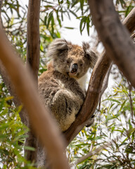 Obraz premium Koala bear in a tree on Kangaroo Island in Australia