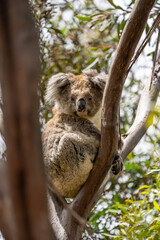 Koala bear in a tree on Kangaroo Island in Australia