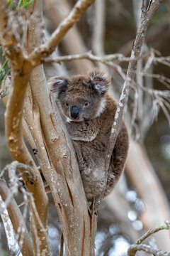 A Koala bear in a tree on Kangaroo Island in Australia