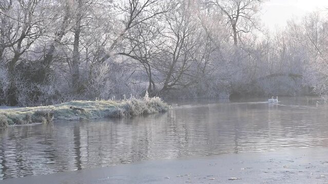 Two mute swans swimming along the River Stour, Suffolk in a hoar frost early morning.
