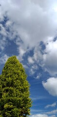green grass and blue sky