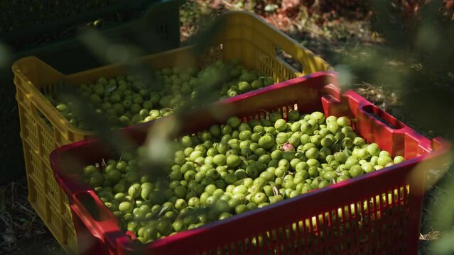 Freshly picked olives. A close-up shot.