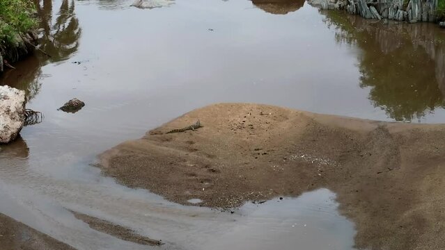 Wide shot of lonely baby crocodile in river sandbank in Serengeti National Park