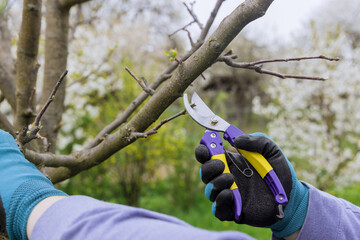 A man prunes a fruit tree branch in spring with pruning shears.