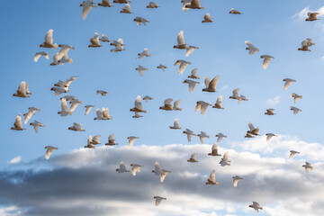A flock of corella and cockatoos in flight against a cloudy sky.