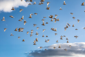 A flock of corella and cockatoos in flight against a cloudy sky.