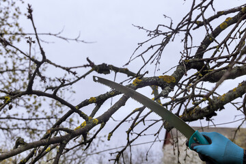 The men cut branch of a fruit tree with a garden saw during the spring.