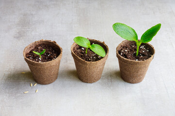 A young zucchini seedling grows in pot.