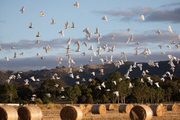 A flock of corella and cockatoos in flight against a cloudy sky.