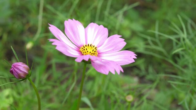 Close up of beautiful pink purple cosmos flower swaying by wind, isolated green nature background.