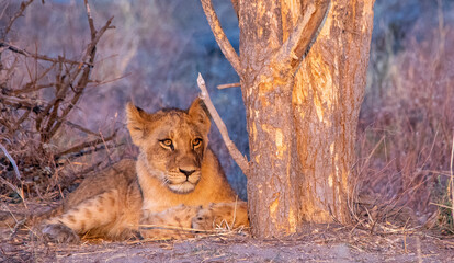 The eyes are windows to the soul - a young lion on the African savanna