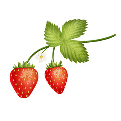 Watercolor strawberry.	