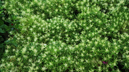 green grass texture