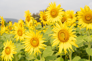 Sunflower natural background. Sunflower blooming. Close-up of sunflower. Sunflower field.