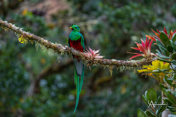 Quetzal